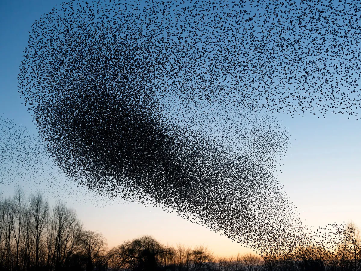 A huge flock of starlings is called a 'murmuration'